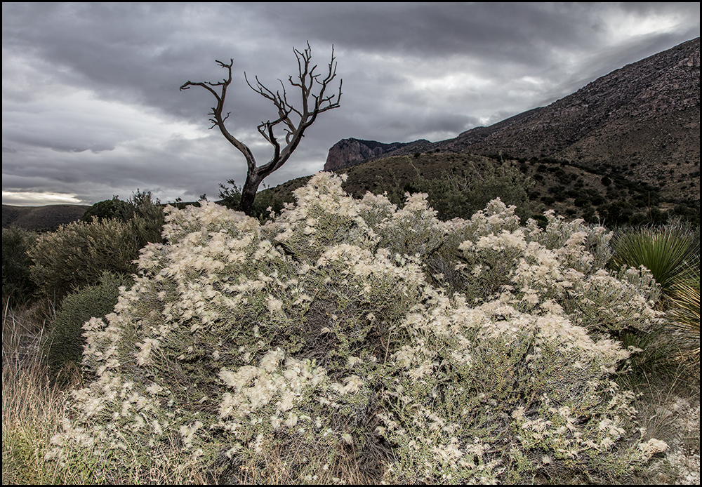 Image of dead tree, rocky hills in the background, while blooming bush in the foreground