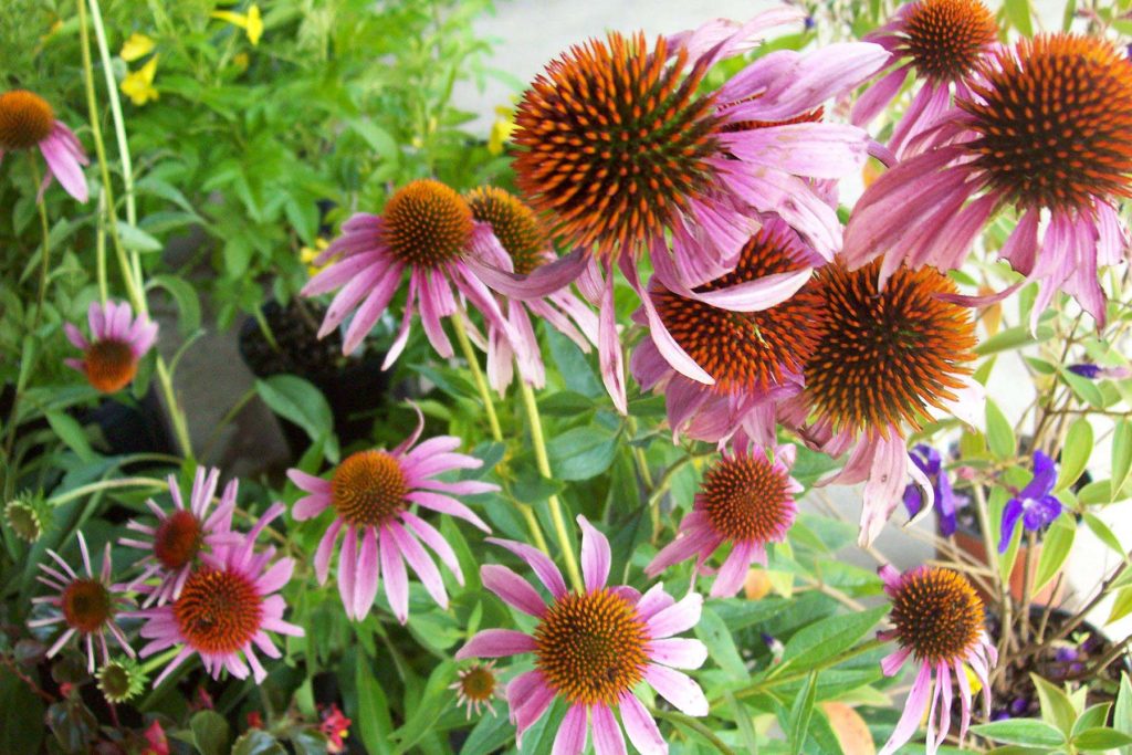Group of cheery pink cone flowers.
