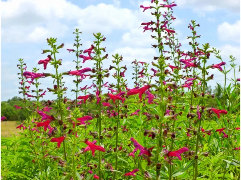 A stand of red sage against a blue, cloudy sky.