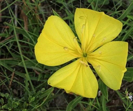 Single, four-petaled yellow flower with yellow stamen.