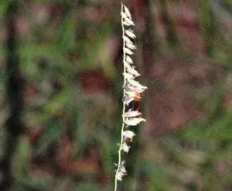 Close up of stalk of grass seeds
