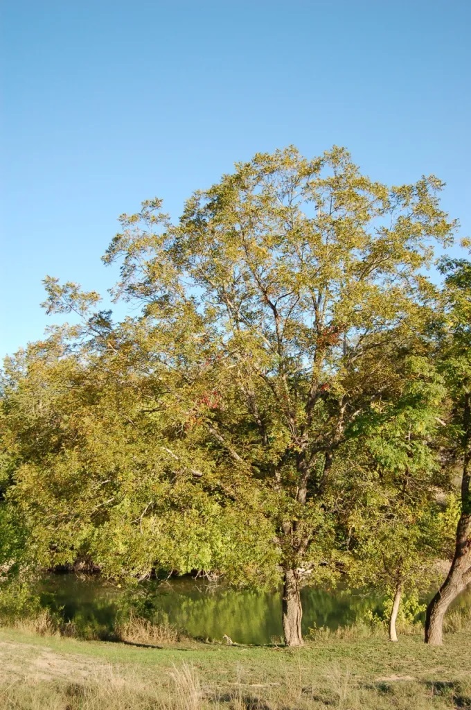 Tall pecan tree in a field, blue sky above.