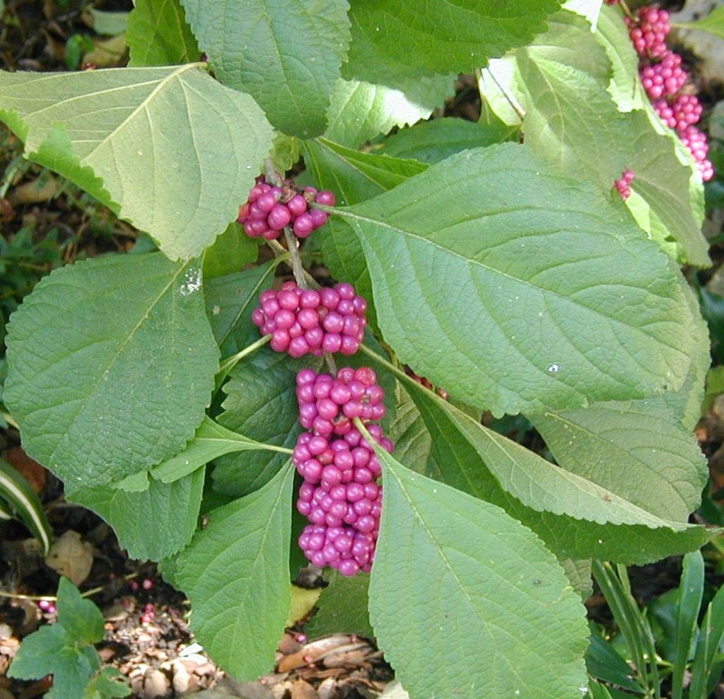 Small purple berries