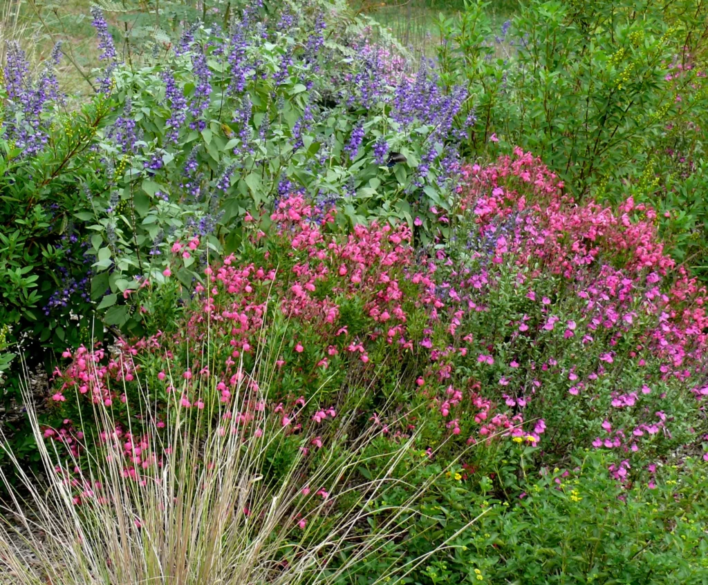 Mounds of purple and pink wildflowers