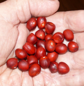 Red seeds in palm of hand