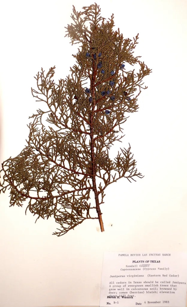 Scanned image of red cedar