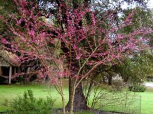 Blooming red bud tree