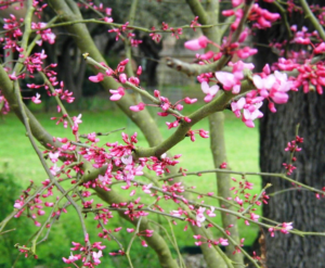 Blooming red bud branch