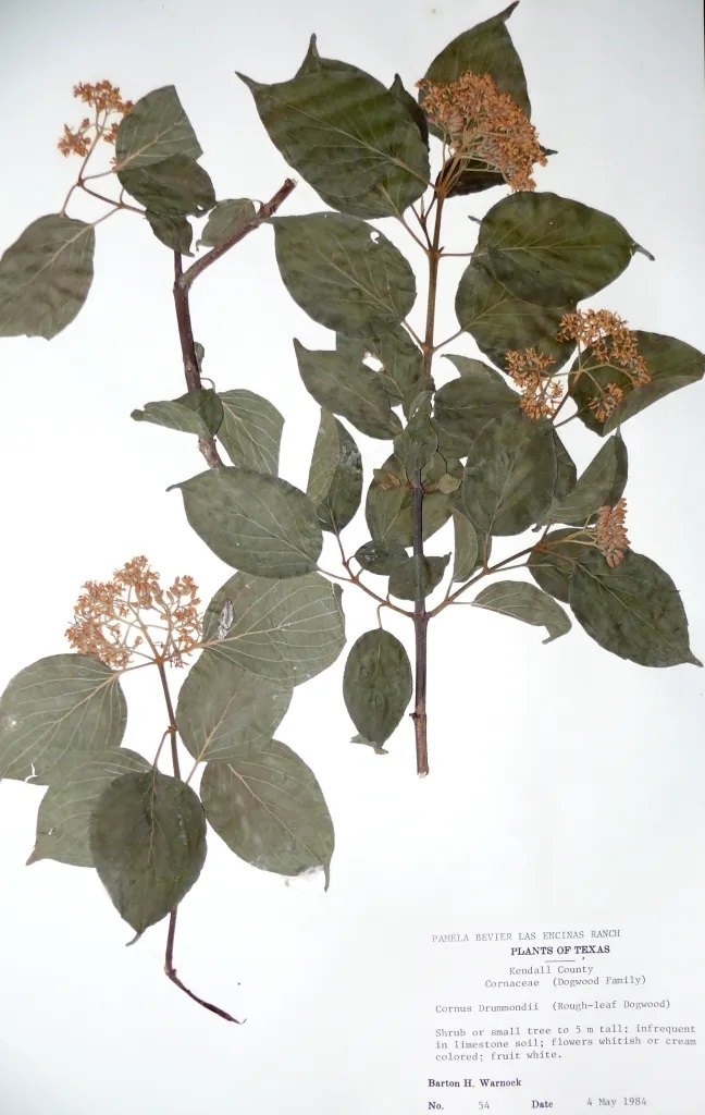 Scanned image of leaves
