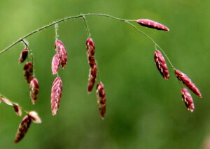 Image of stalk of grass with reddish/pink seeds