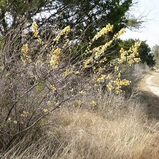Image of flowering plant in a prairie landscape