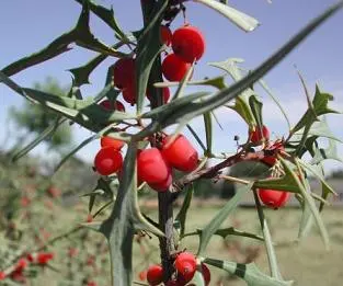 Image of red, ball shaped berries