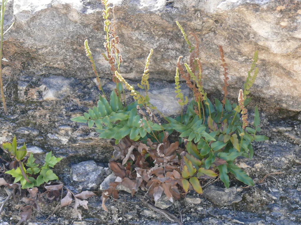 Image of plant against a rock