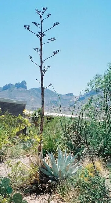 Image of tall agave stalk, mountains in the background
