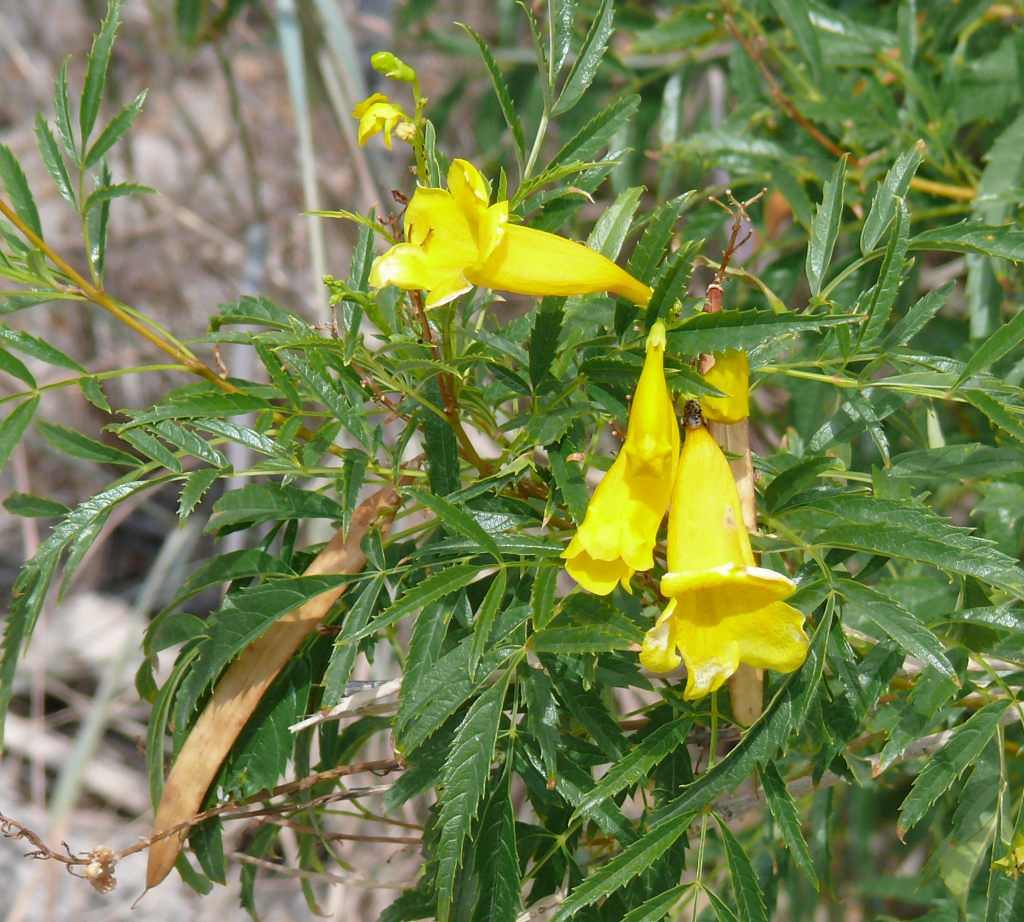 Bright yellow, trumpet shaped flowers