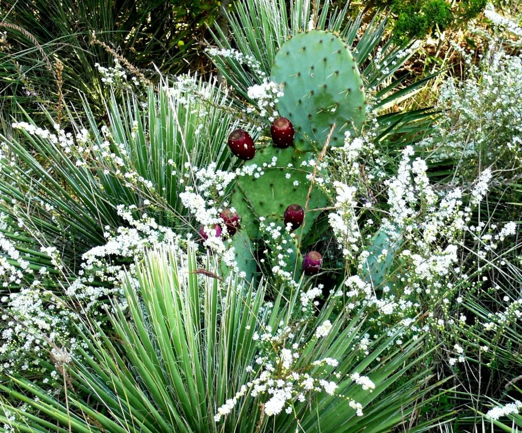 Cacti and small white flowers