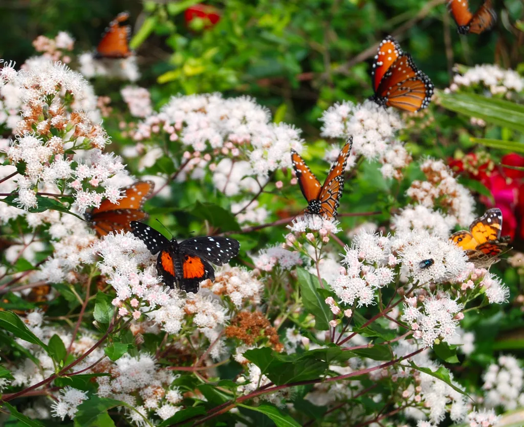 Image of butterflies swarming a cluster of white flowers