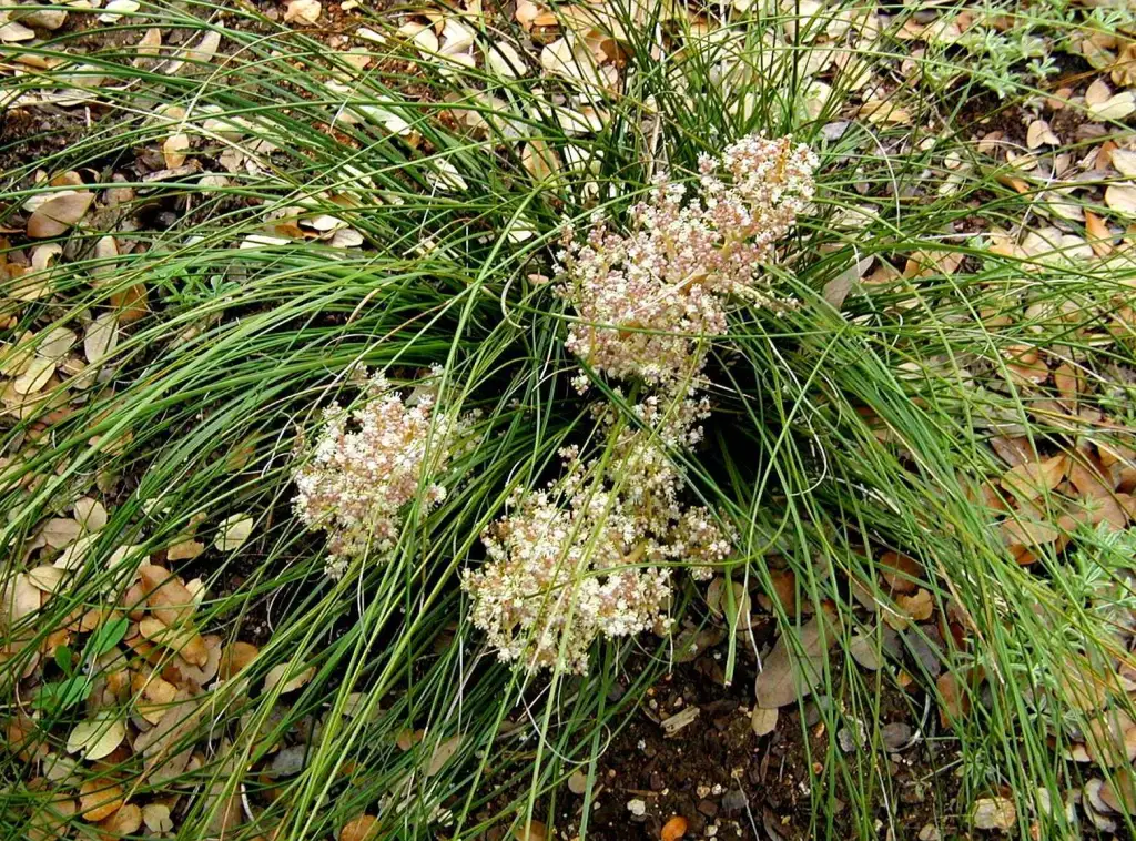 Bunch grass with 3 clusters of white flower blossoms