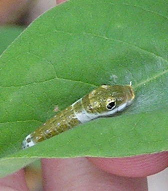 Image of a caterpillar on a leaf