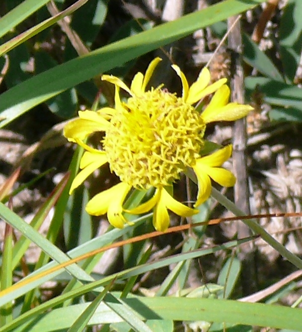 A close up of a bright yellow flower