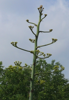 Image of Agave stalk