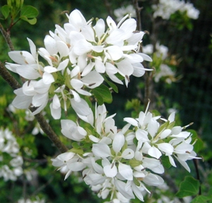 Close up of white blossoms