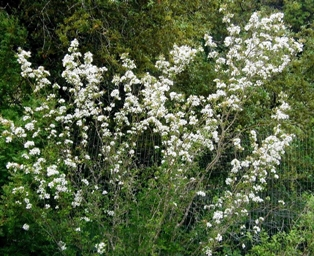 Tree covered in white blossoms