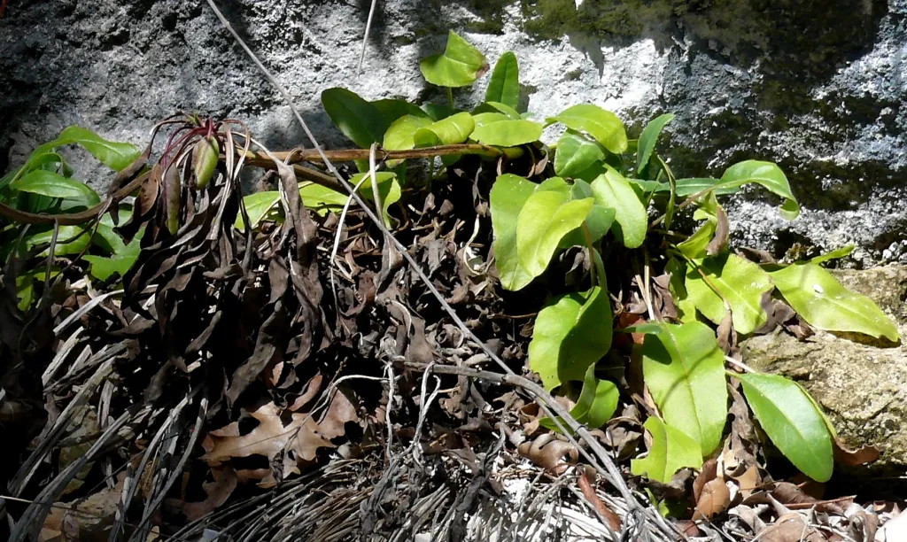 Image of a green vine-line plant