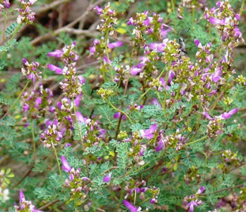 Close up of a plant with lots of small purple flowers