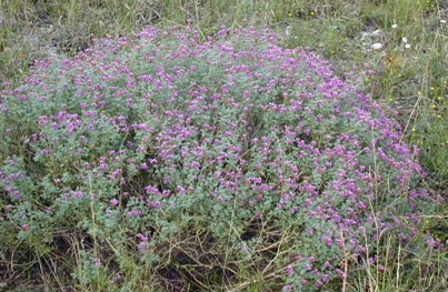 Mound of purple flowers