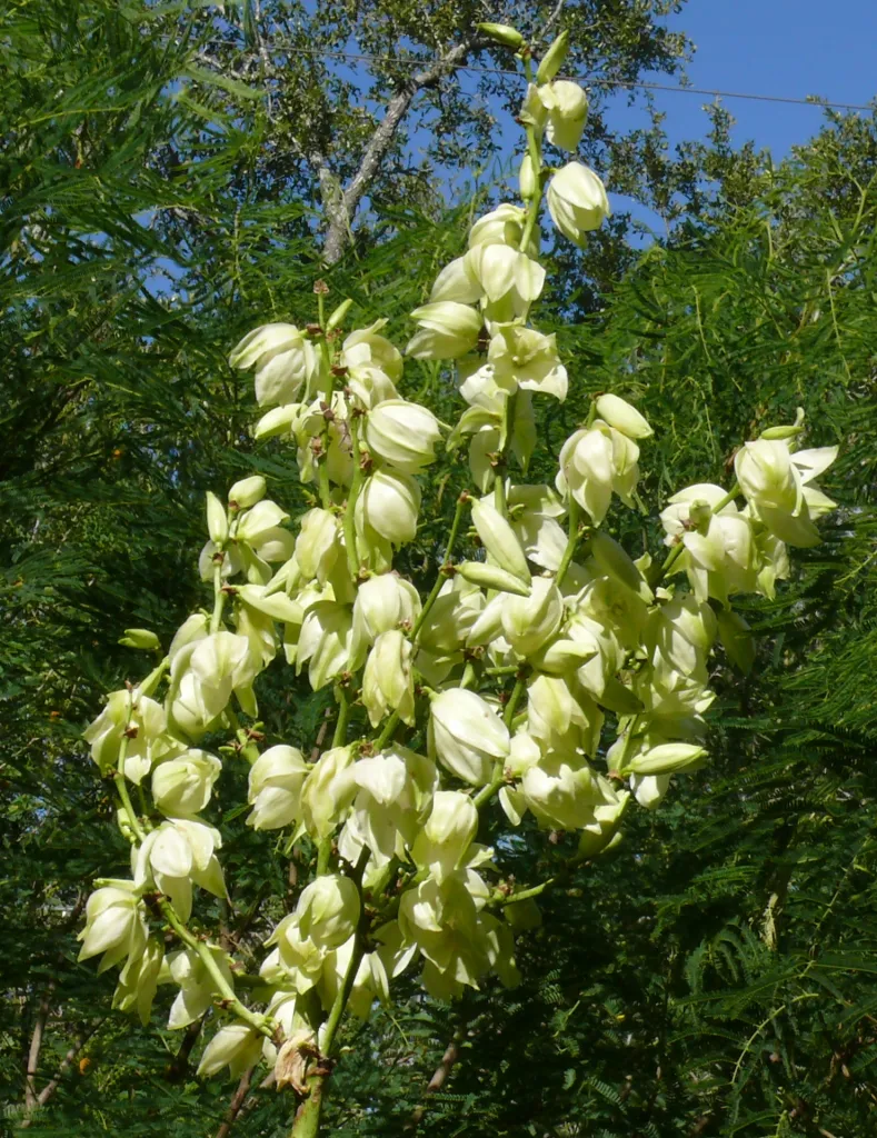 Close up of yucca blooms