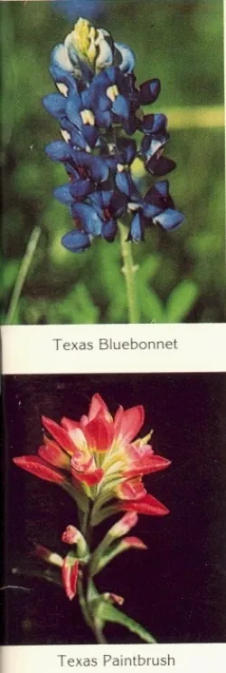Images scanned from a book. Blue and red wildflowers