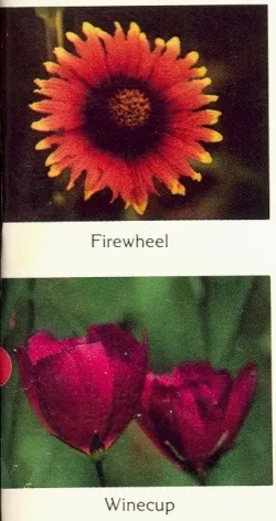 Scanned images from a book, orange and dark pink wildflowers