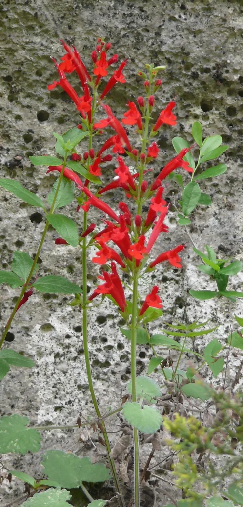 Plant with bright, red, trumpet shaped flowers
