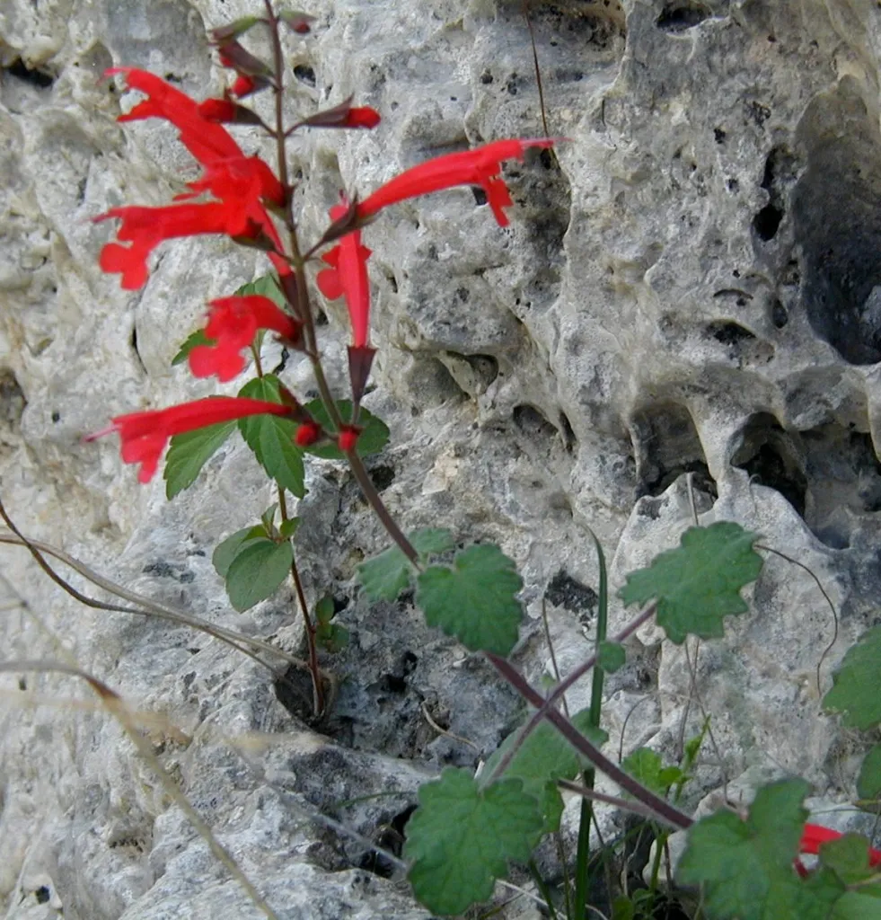 Red sage flower