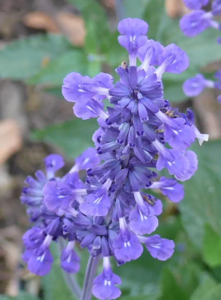 Close up of a cluster of purple flowers