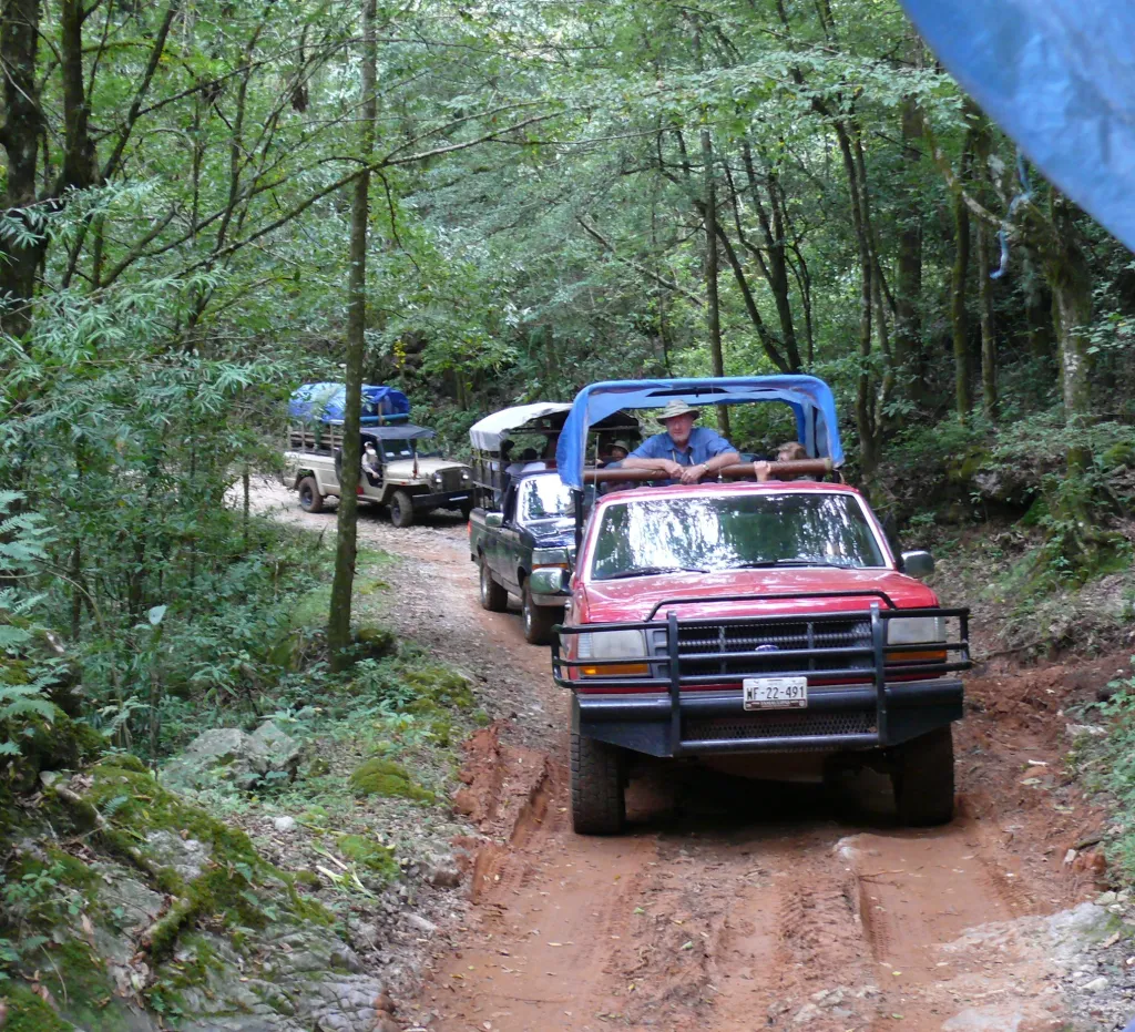 Image of a caravan of three vehicles along a dirt road in a forest
