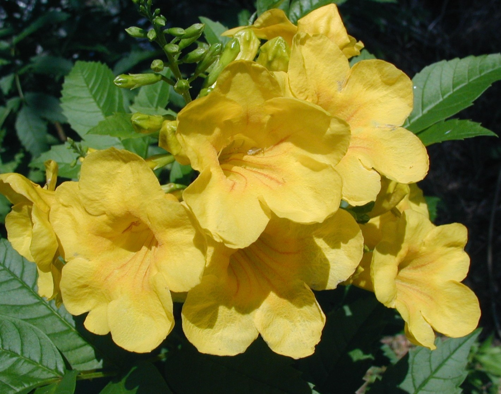 Bright, yellow, trumpet-shaped flowers