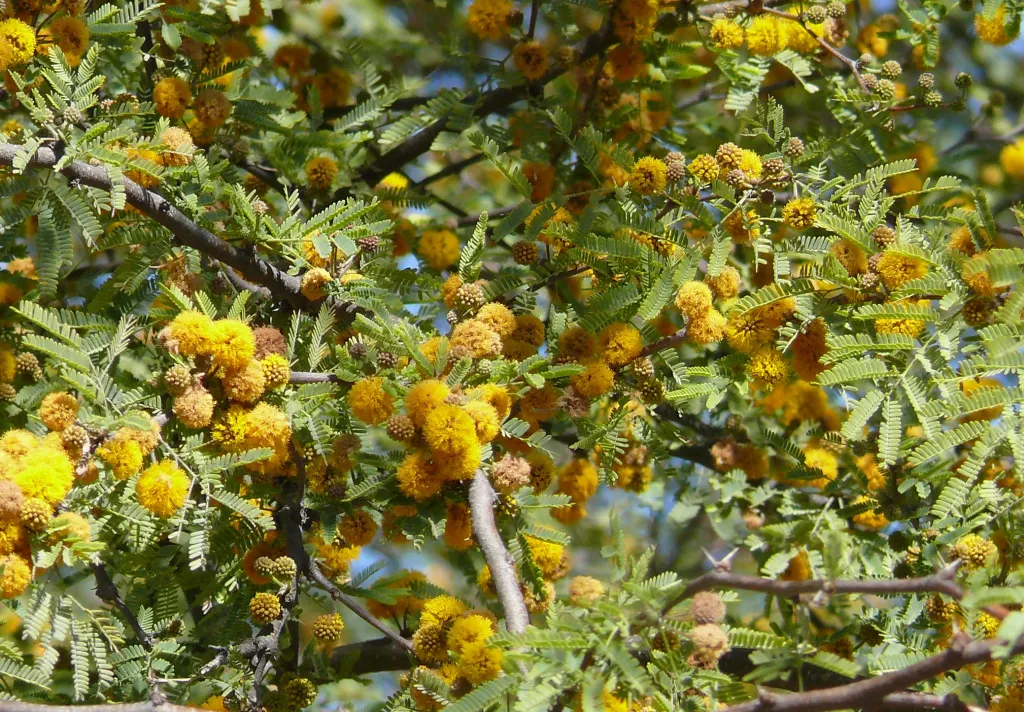 Tree full of yellow blooms