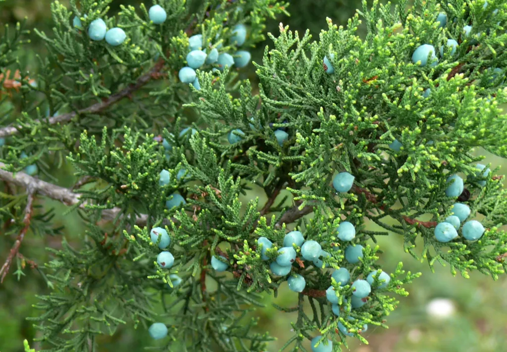 Close up of tree with small, blue berry-seeds