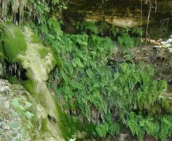 Image of ferns growing close to ground