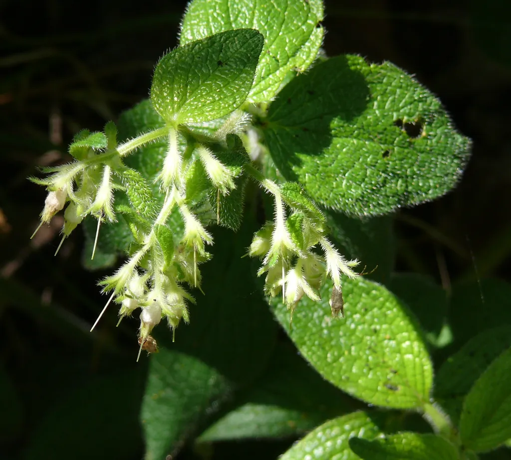 Image of green leaves and tiny, white, elongated flowers
