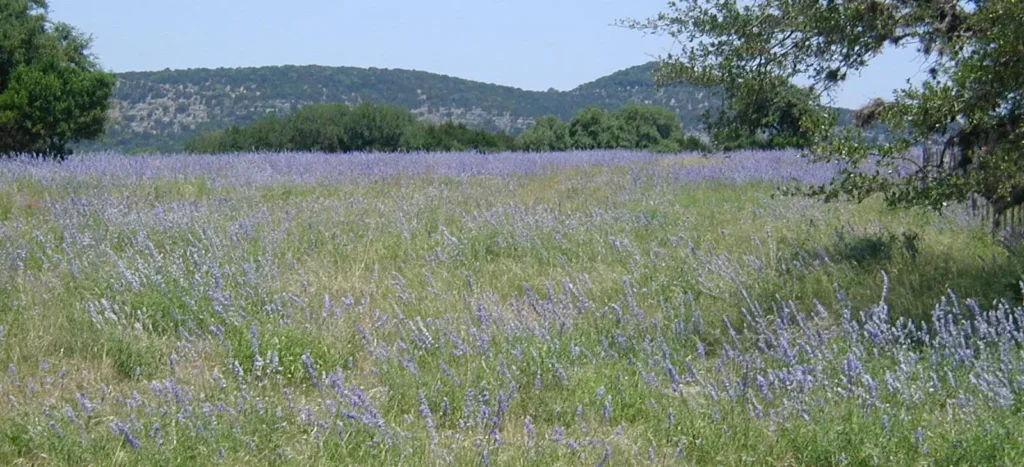 Landscape photo of a field of wildflowers, hills rise above the horizon in the background