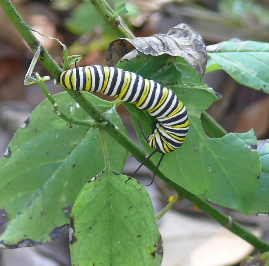 White, yellow, and black caterpillar on a leaf
