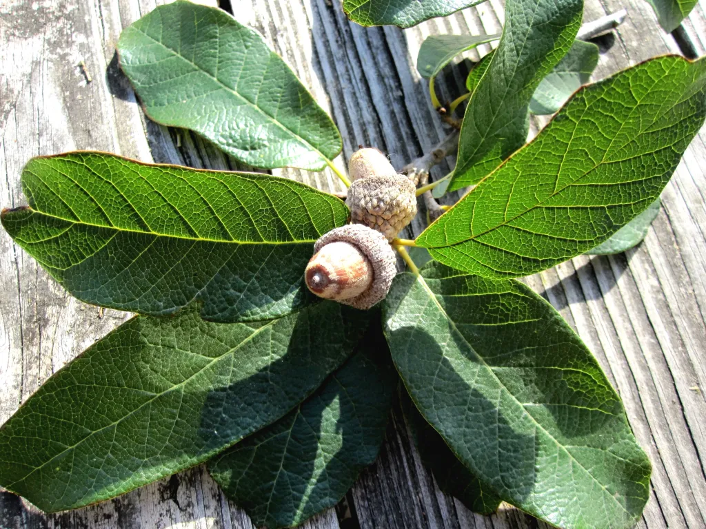 Close up of sprig of leaves with acorn