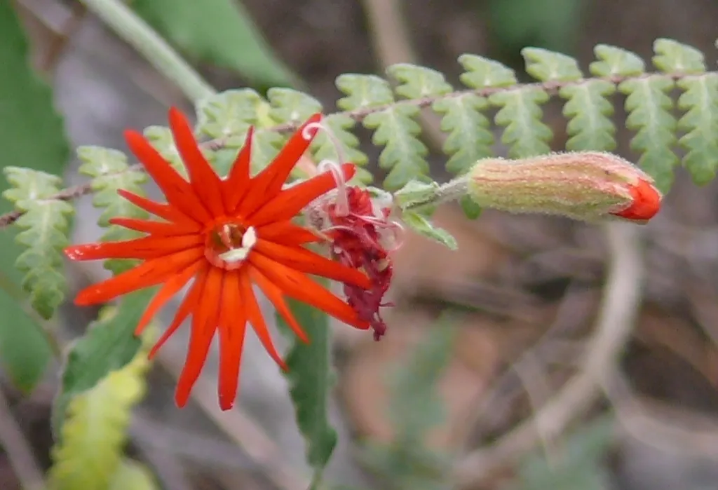 Bright, red flower in a starburst shape
