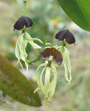 Image of unique flowers. Dark purple blossoms face upward, surrounded by downward-facing pale green, elongated petals