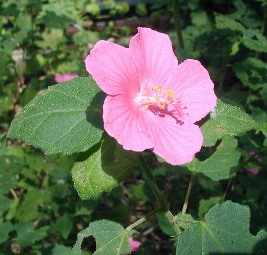 Pink hibiscus shaped flower