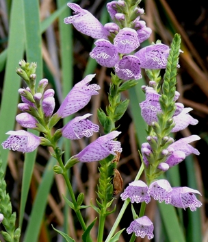 Plant with purple flowers