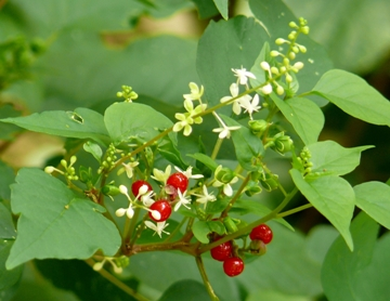 Green plant with red berries